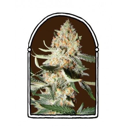 An image of Exotic Kush