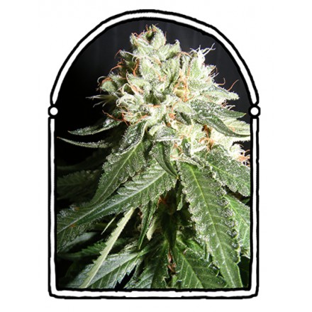 An image of OG Cheese