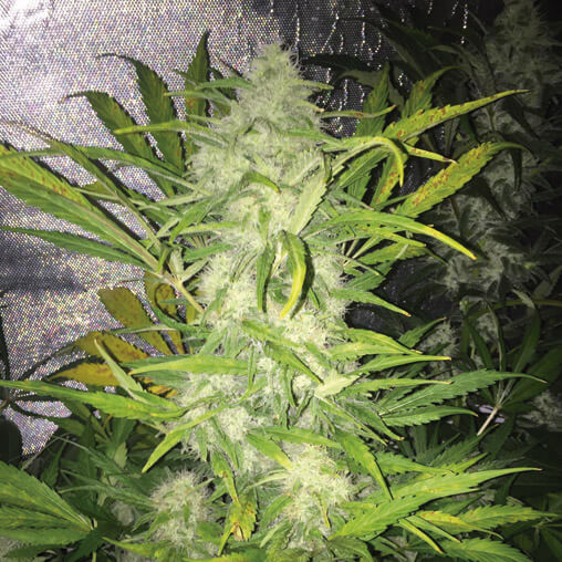 An image of Pandemia Auto
