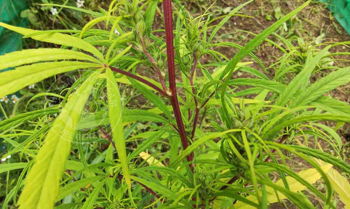 An image of Congo Red Stem