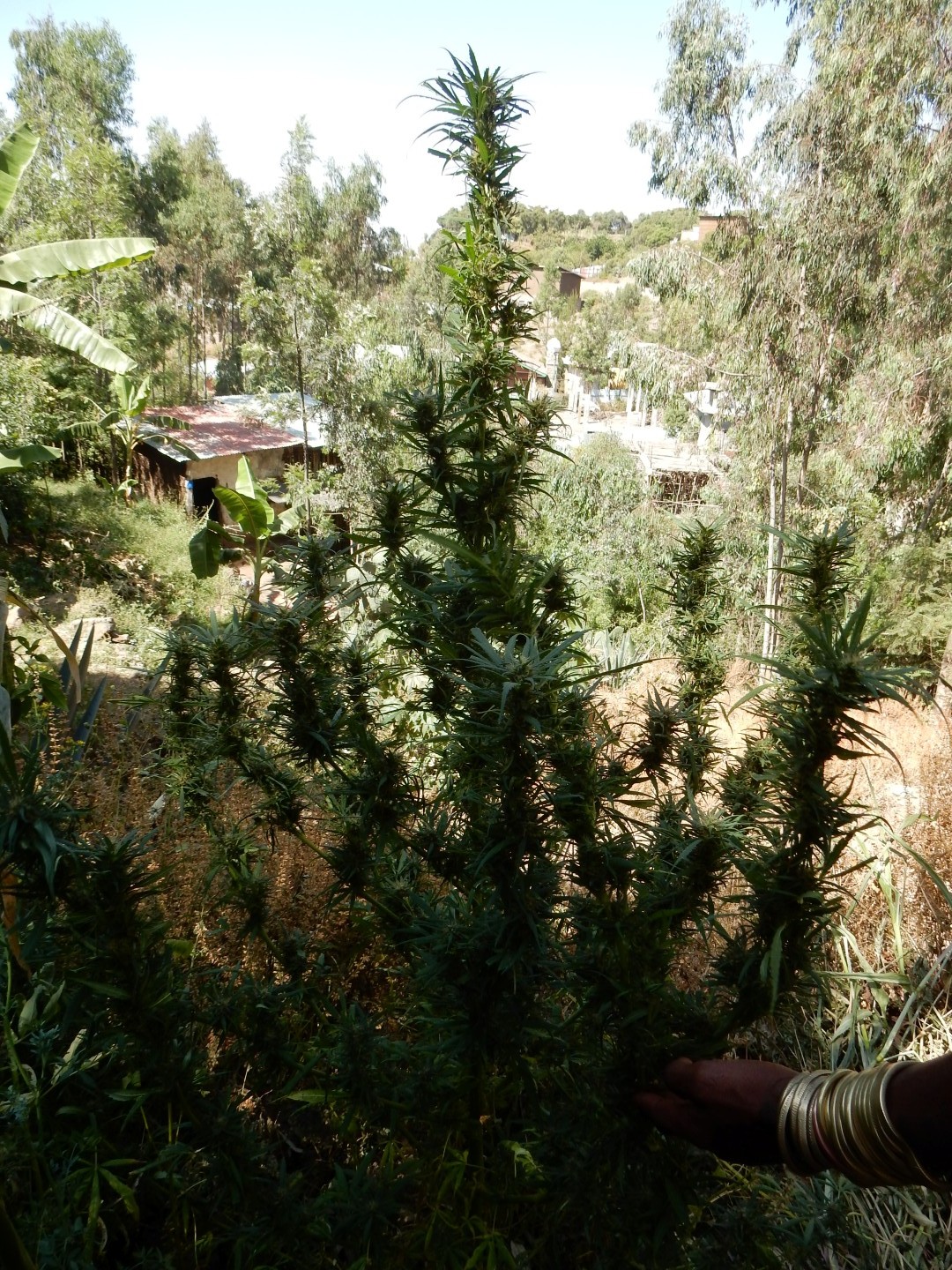 An image of Ethiopia (North)