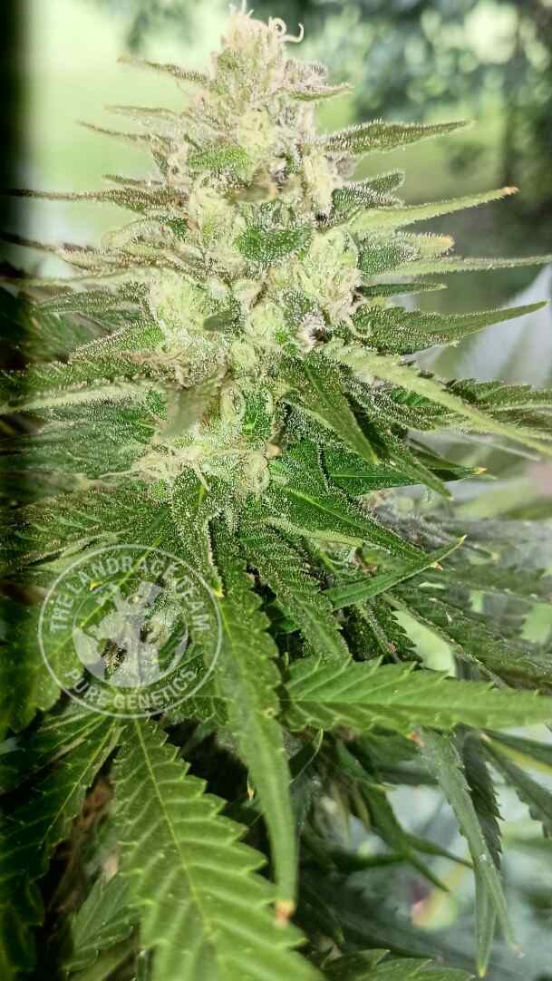 An image of Farouk's Black Poison