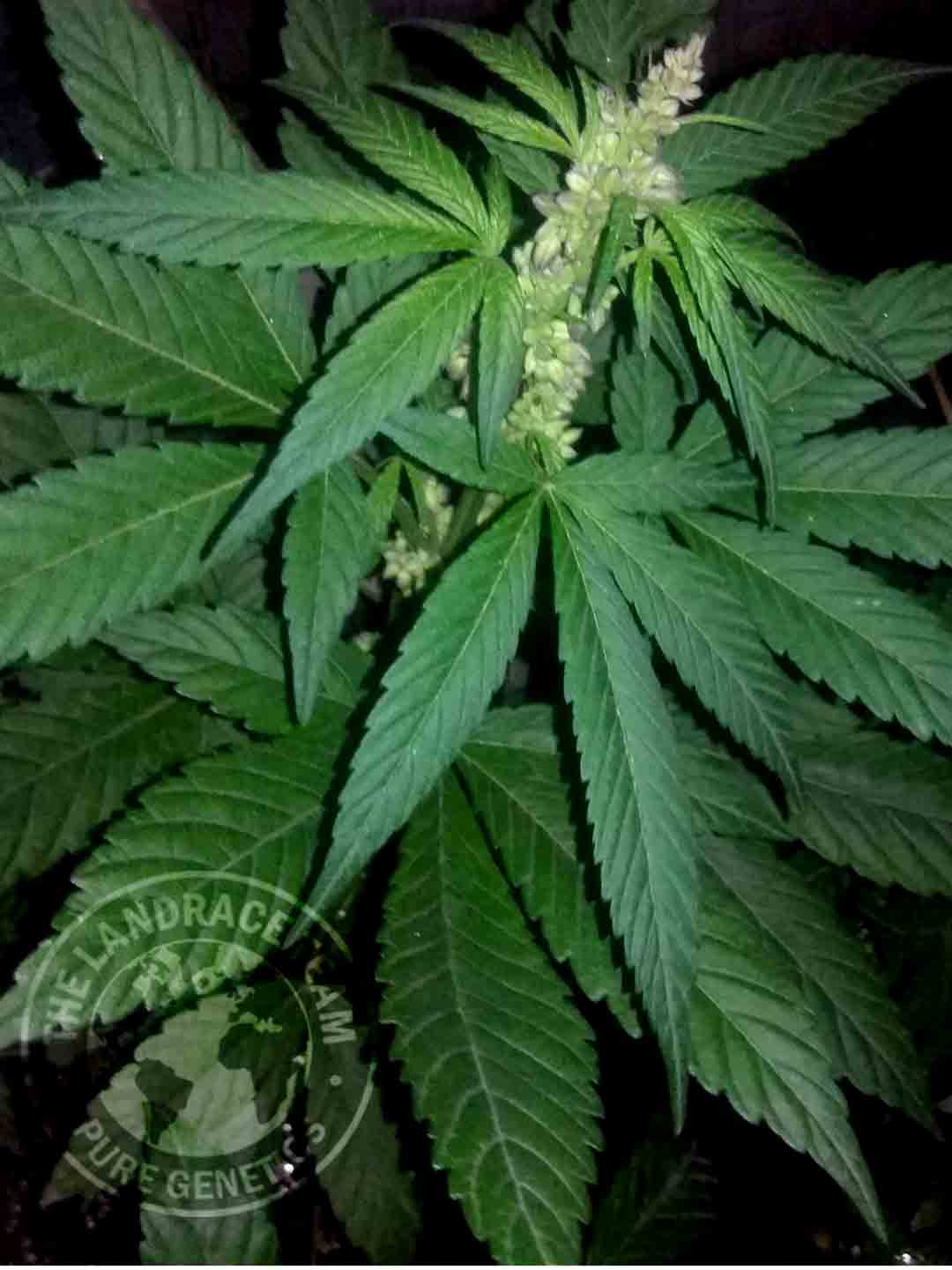 An image of Pine Tar Kush