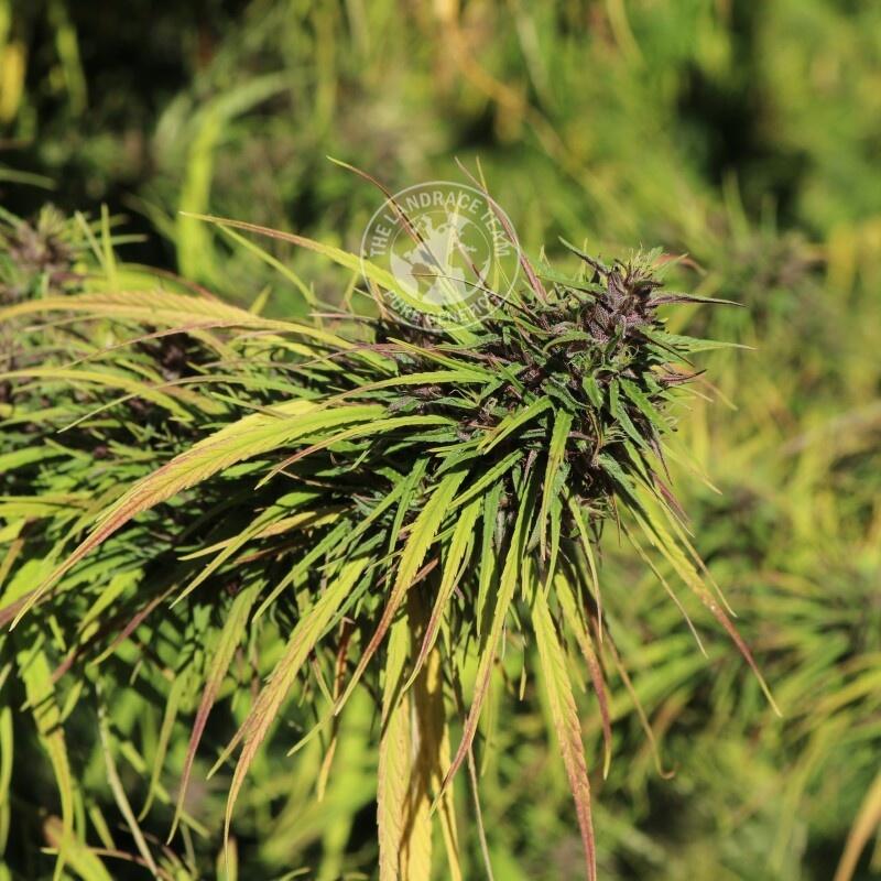 An image of Thai Stick Isaan