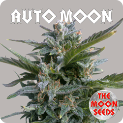 An image of Auto Moon