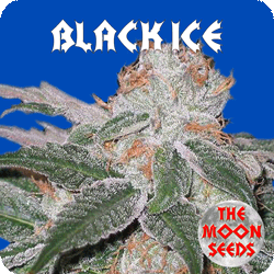 An image of Black Ice