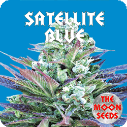 An image of Satellite Blue