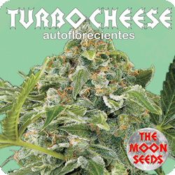 An image of Turbo Cheese