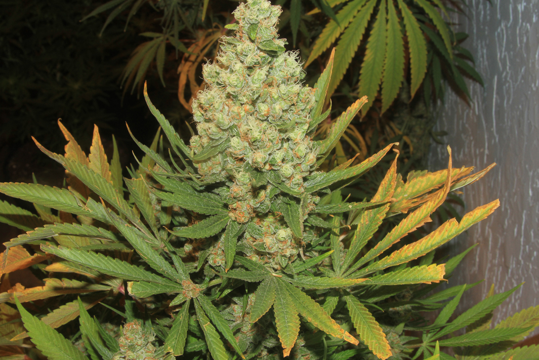 An image of Afghani