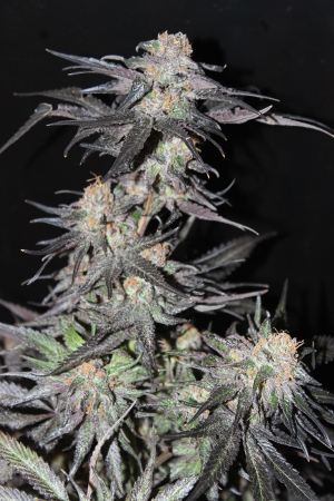An image of Black Jack