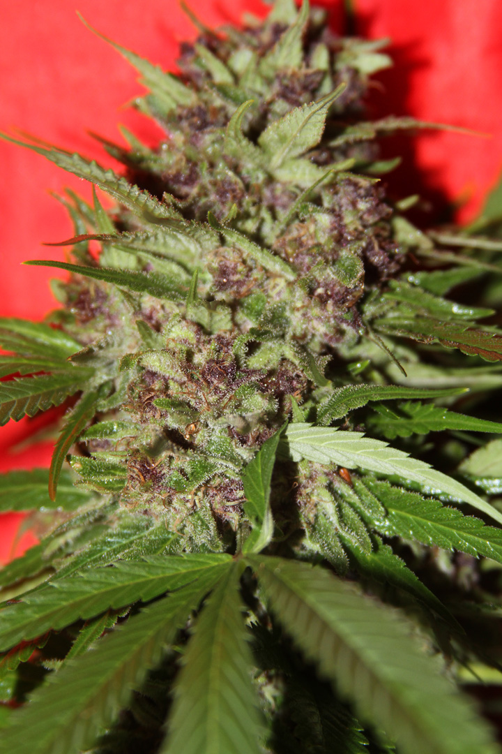 An image of New England Skunk