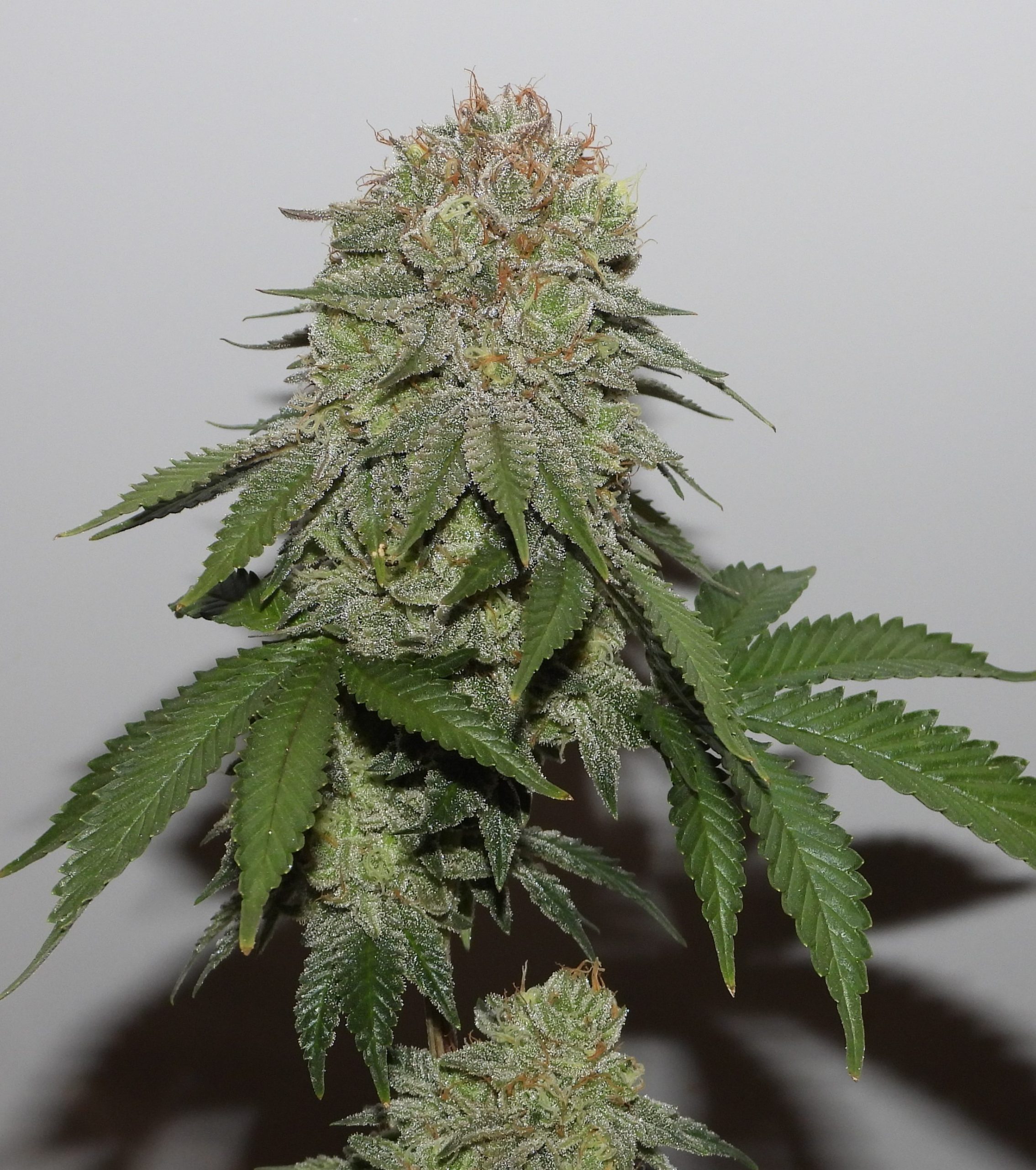 An image of Old Sour Dubb