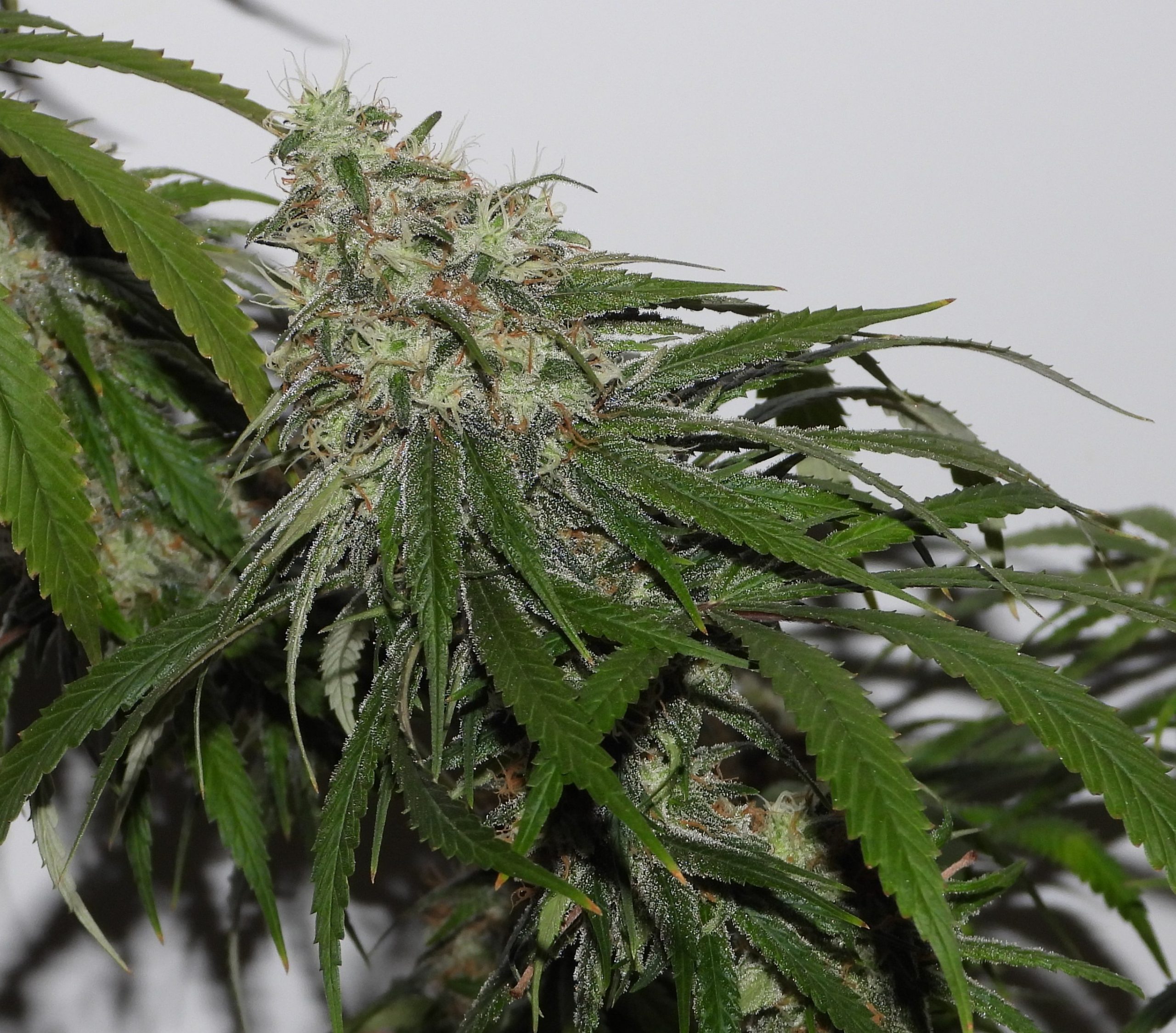 An image of Old White Haze