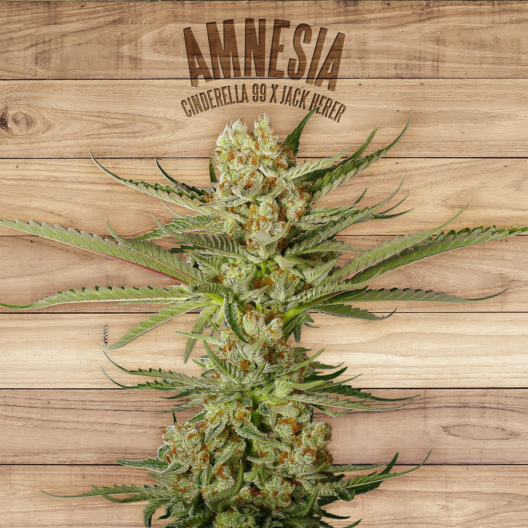 An image of Amnesia