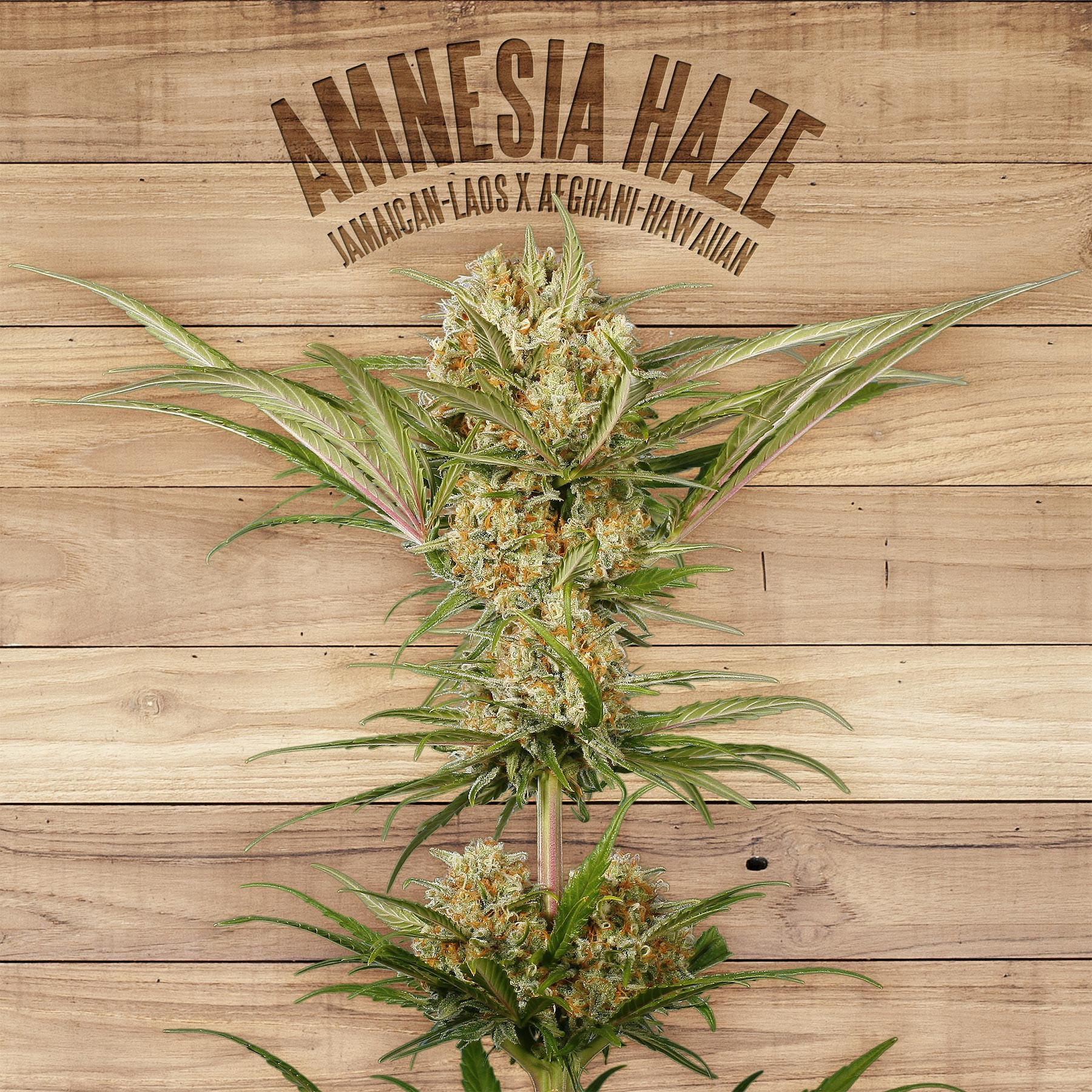 An image of Amnesia Haze