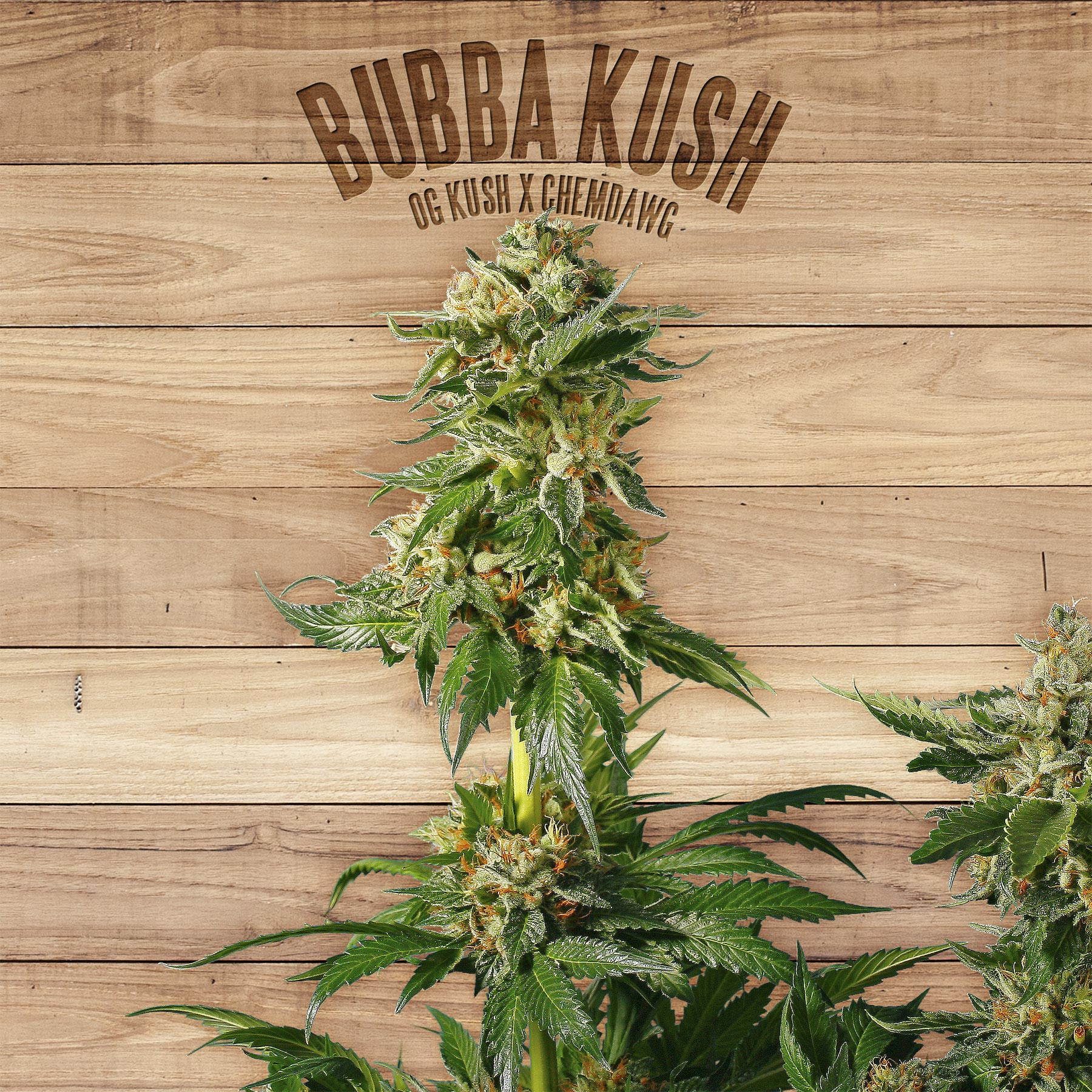 An image of Bubba Kush