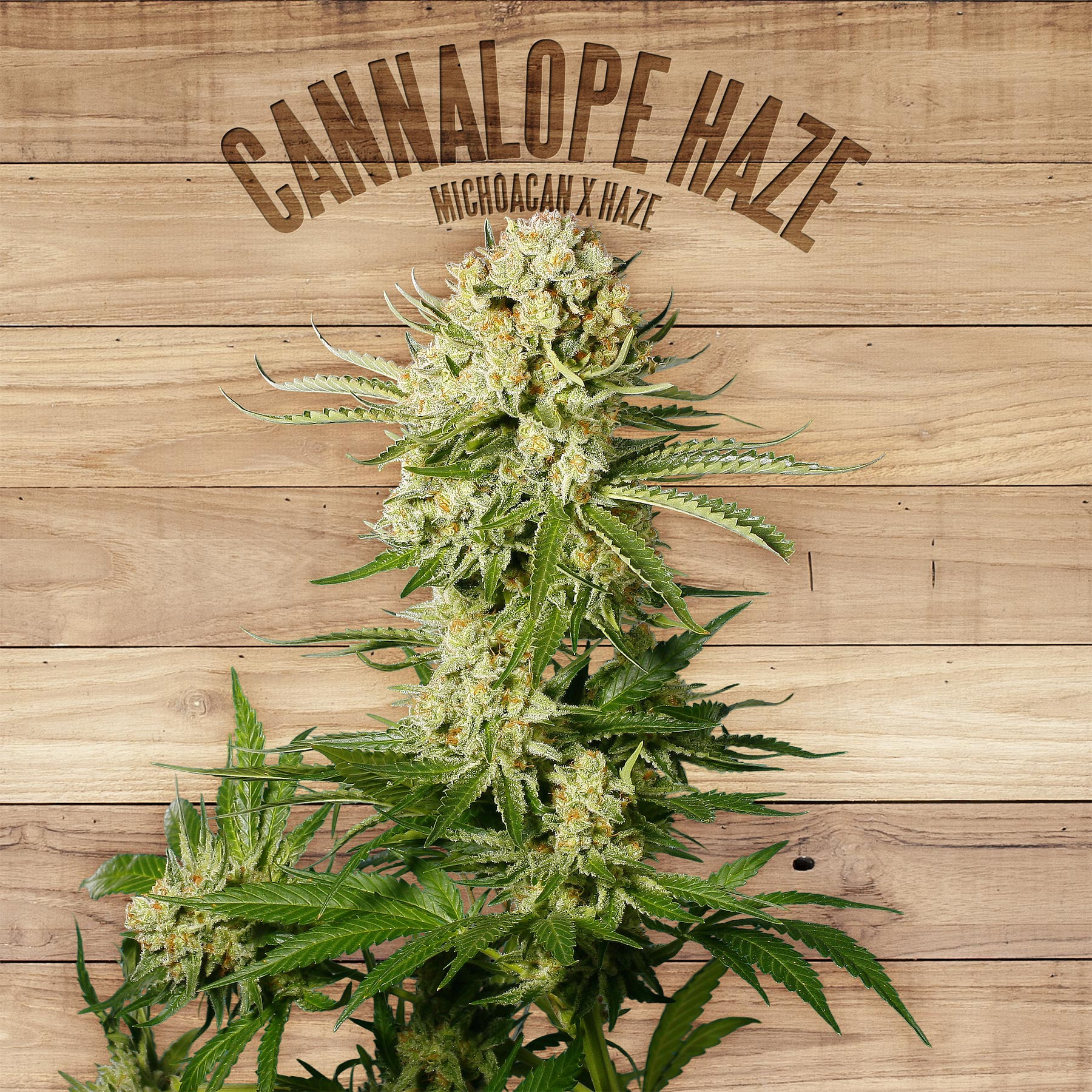 An image of Cannalope Haze