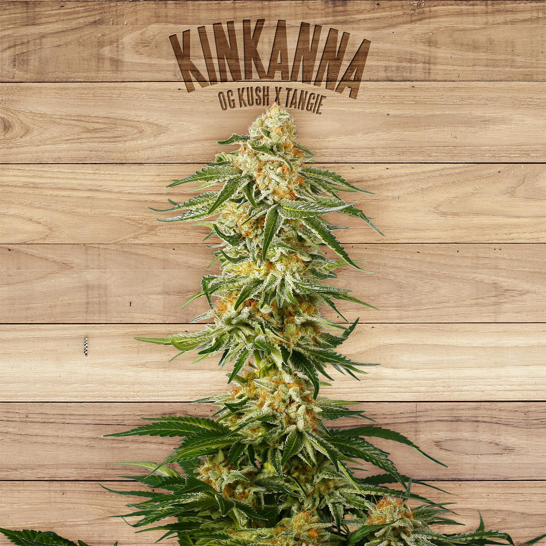An image of Kinkanna