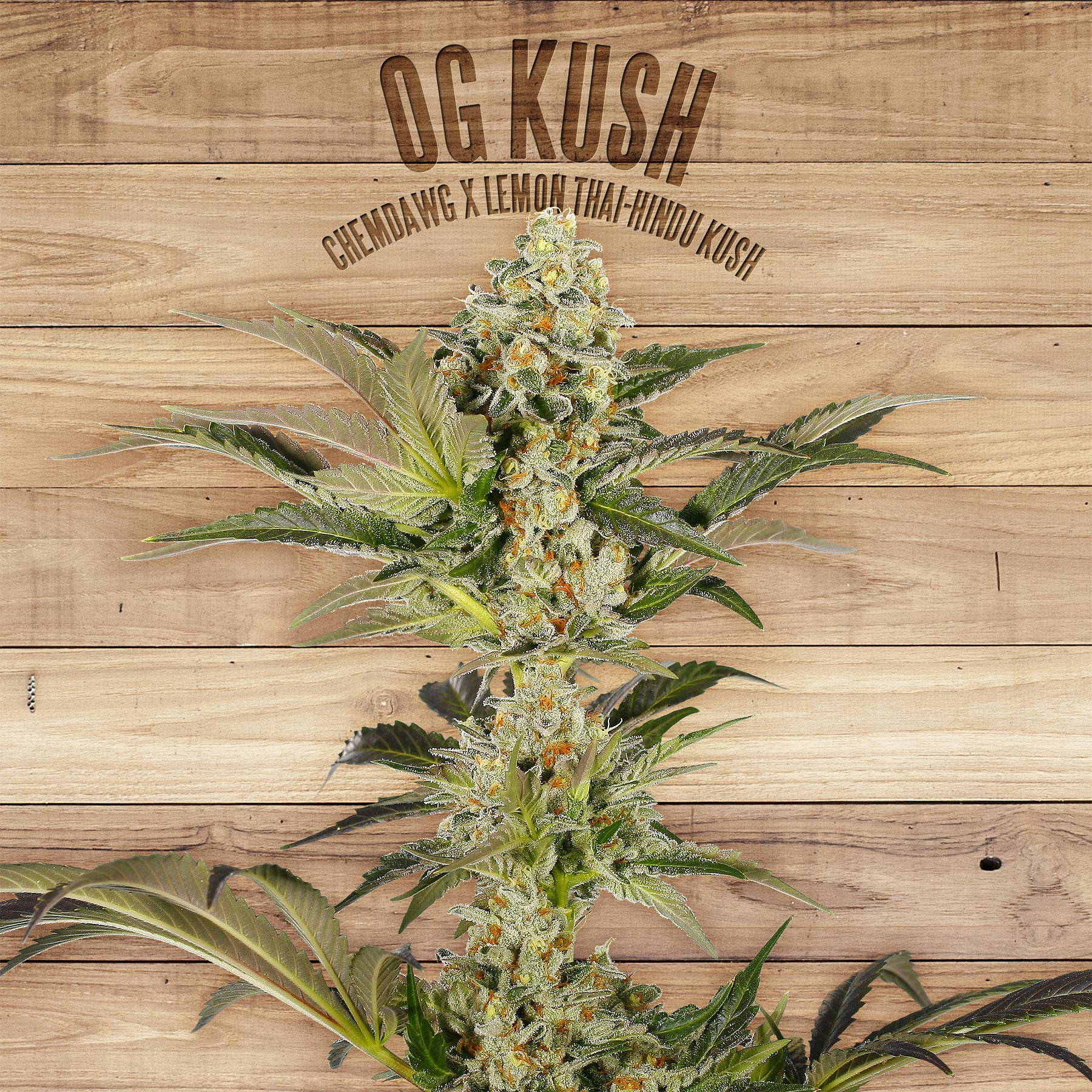 An image of OG Kush