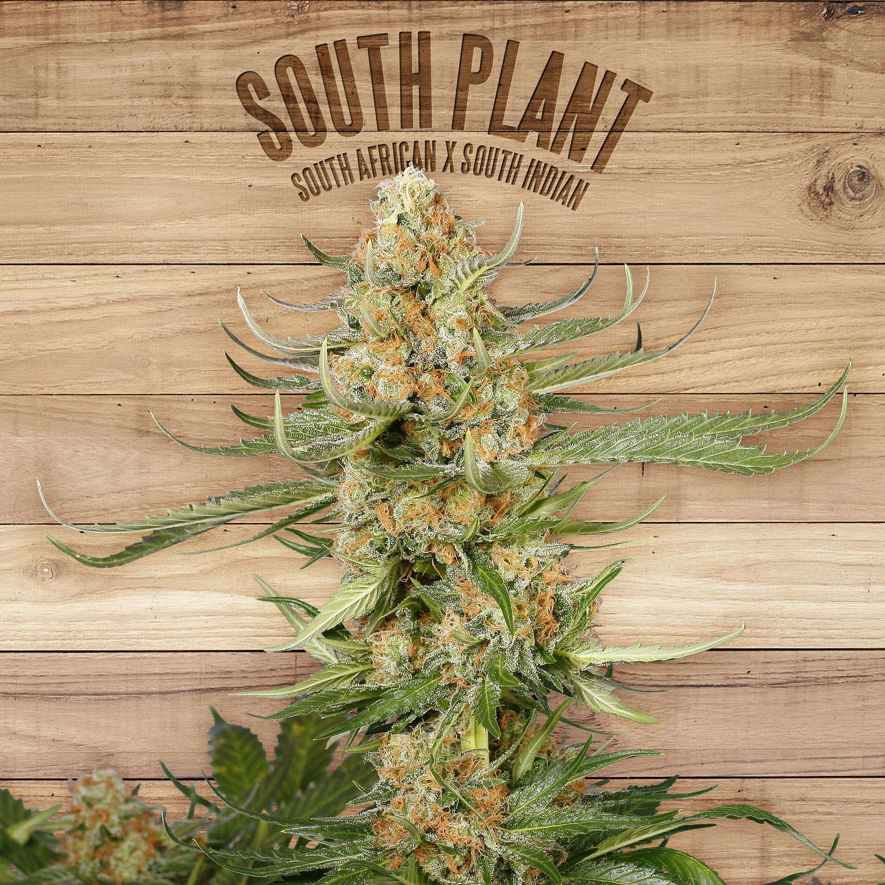 An image of South Plant