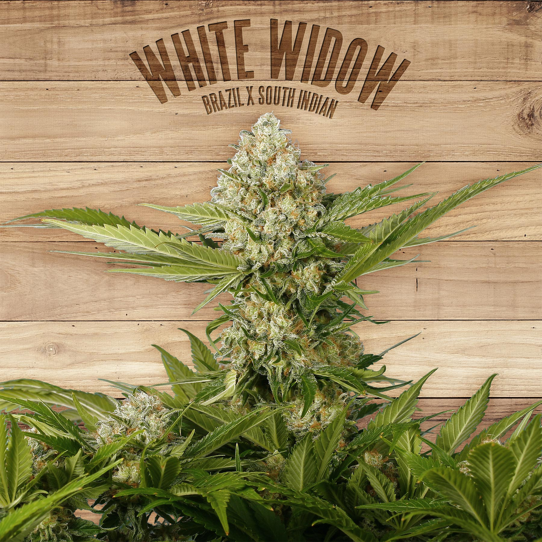 An image of White Widow