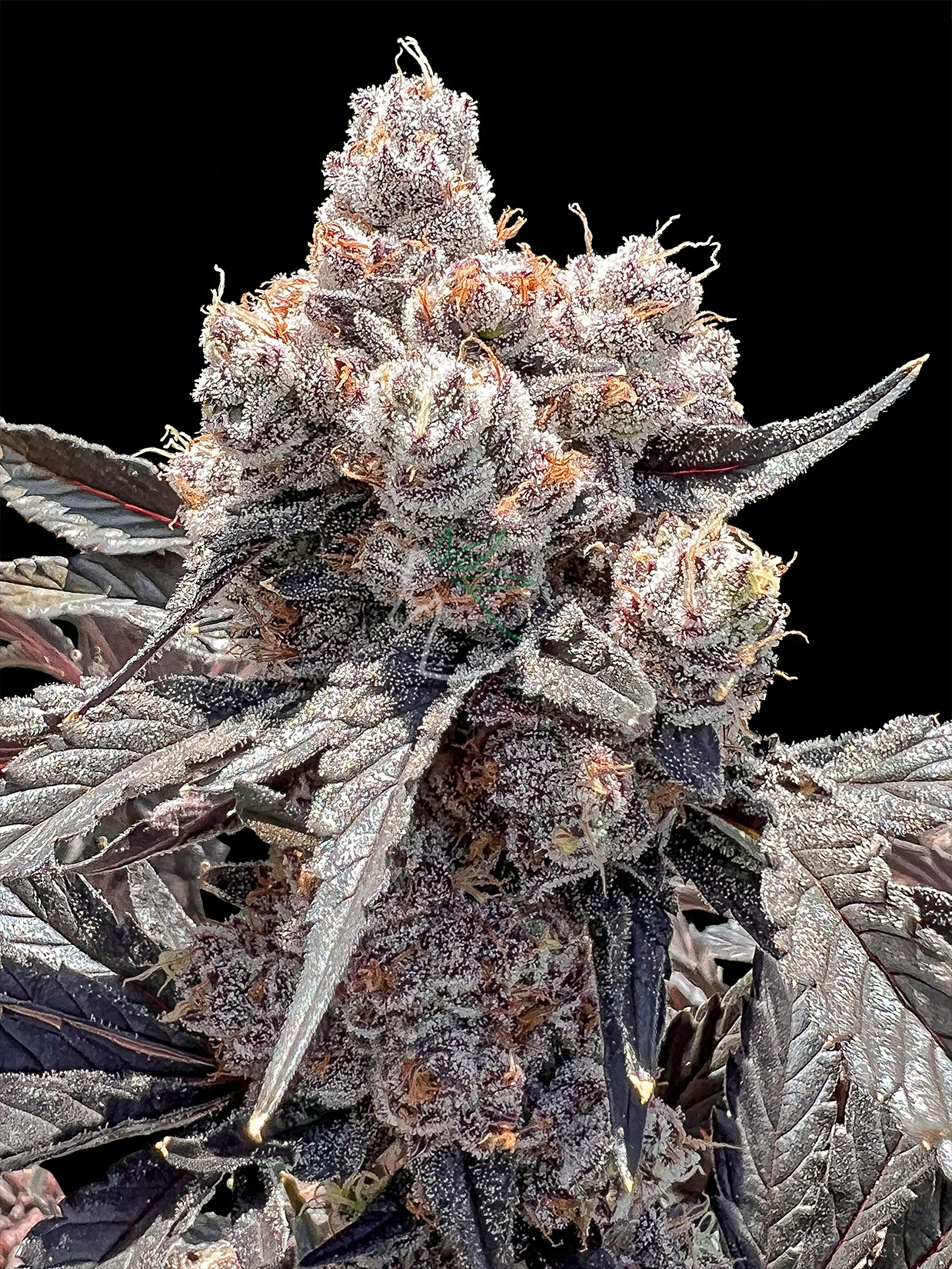 An image of Artificial Dank