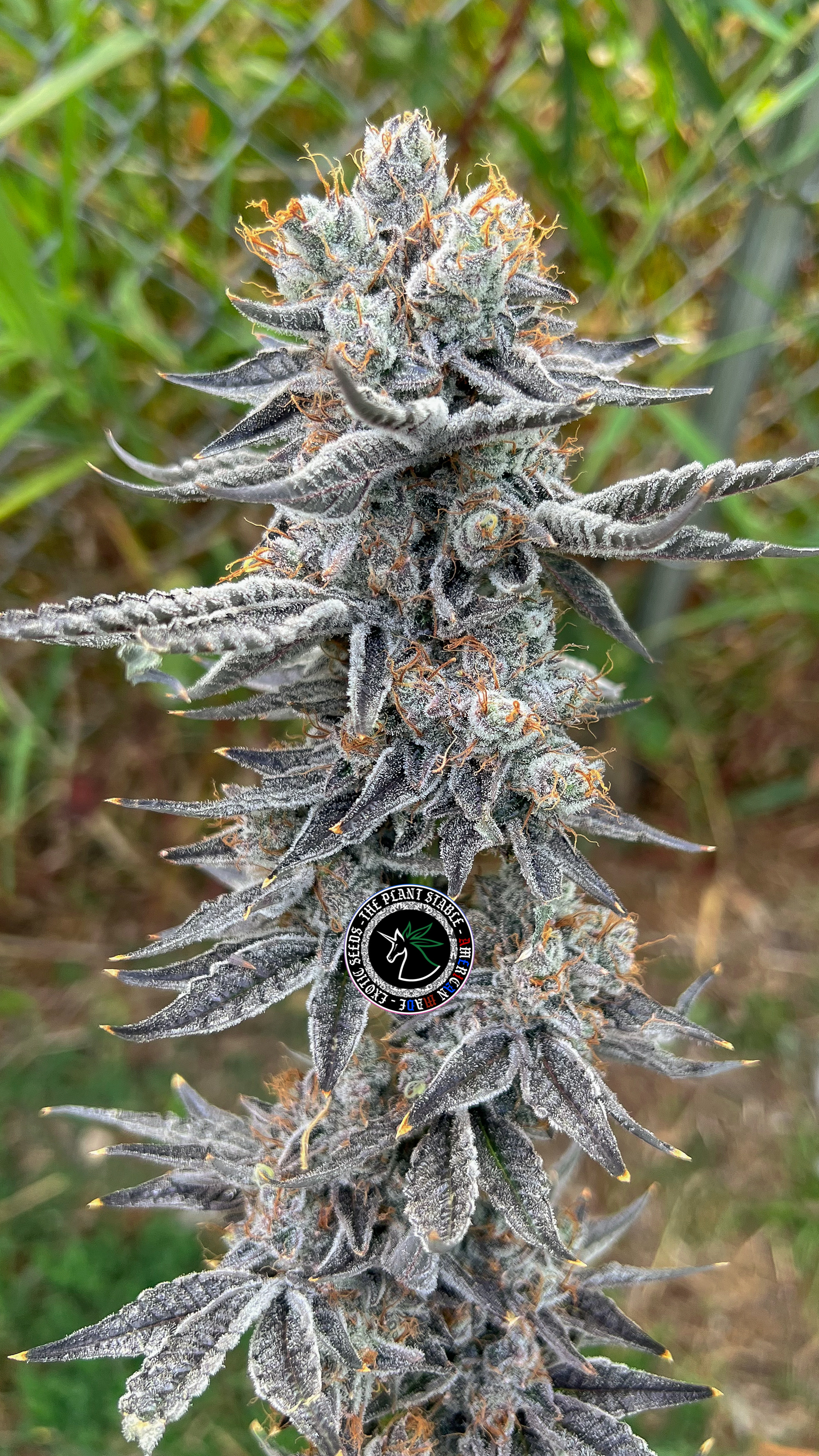 An image of Peach Purps