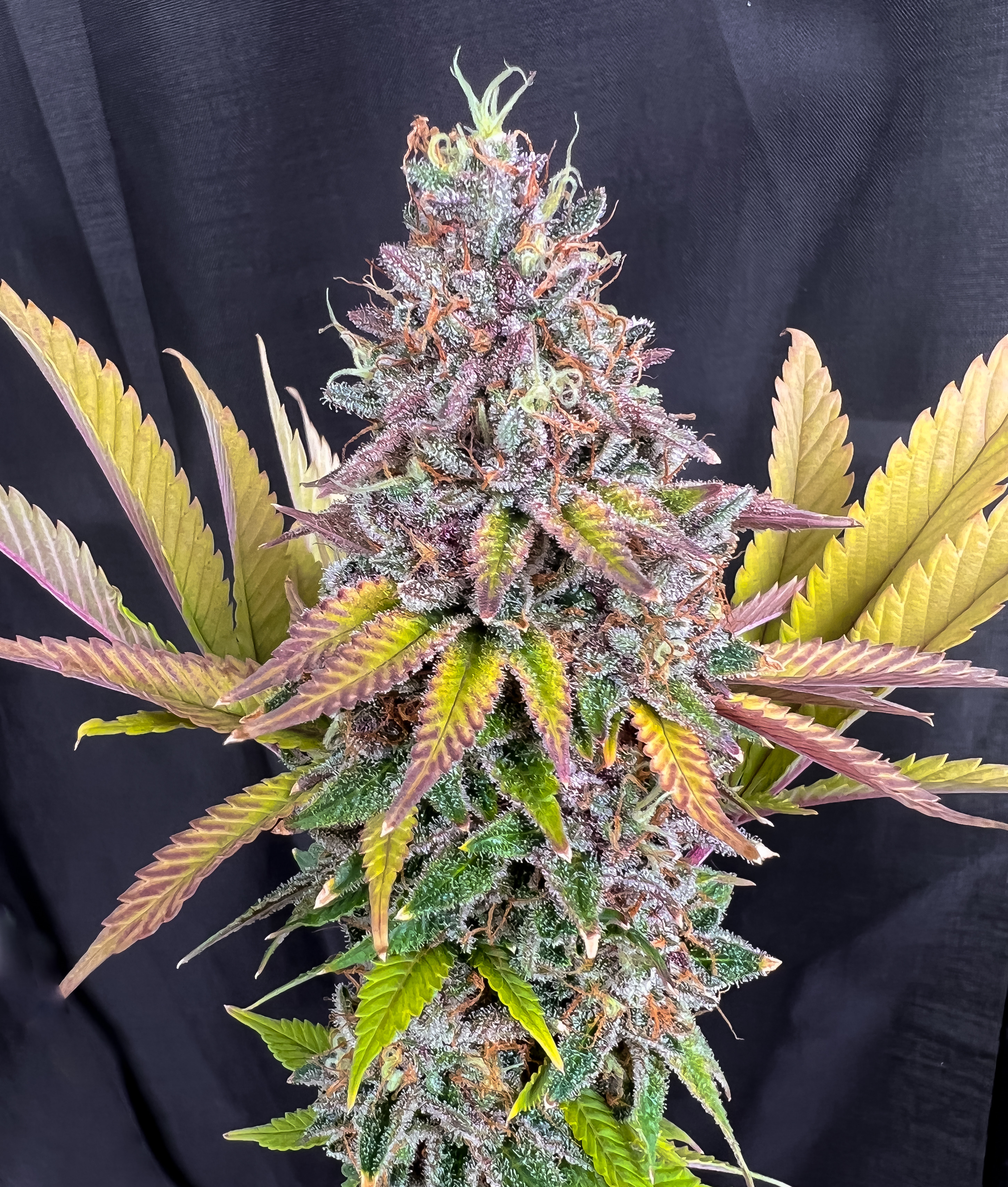 An image of Sour Hawaiian Candy