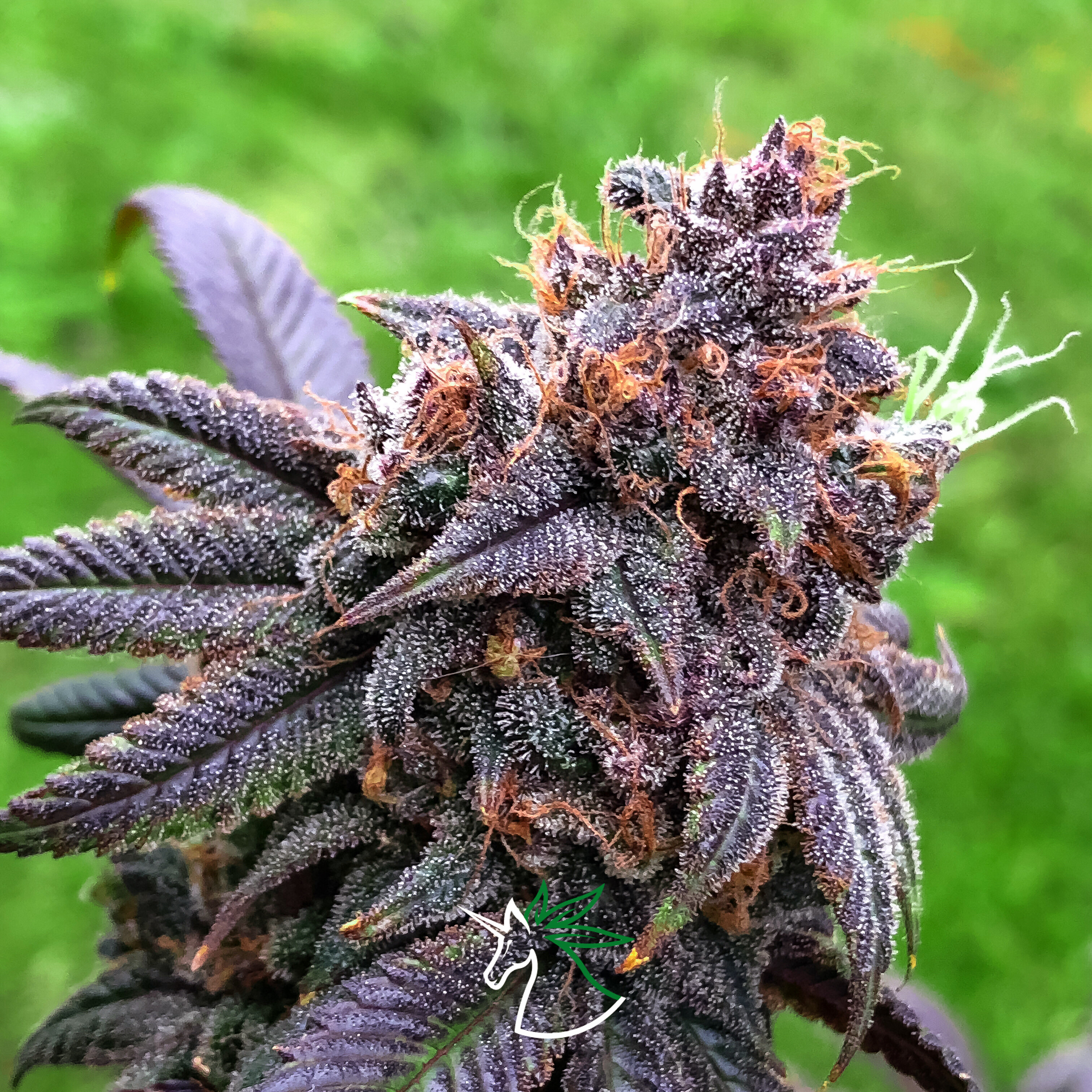 An image of Strawberry Grapez