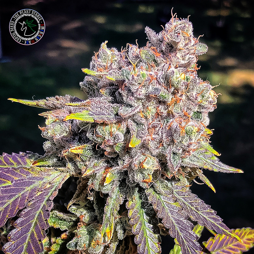 An image of Tropical Applez
