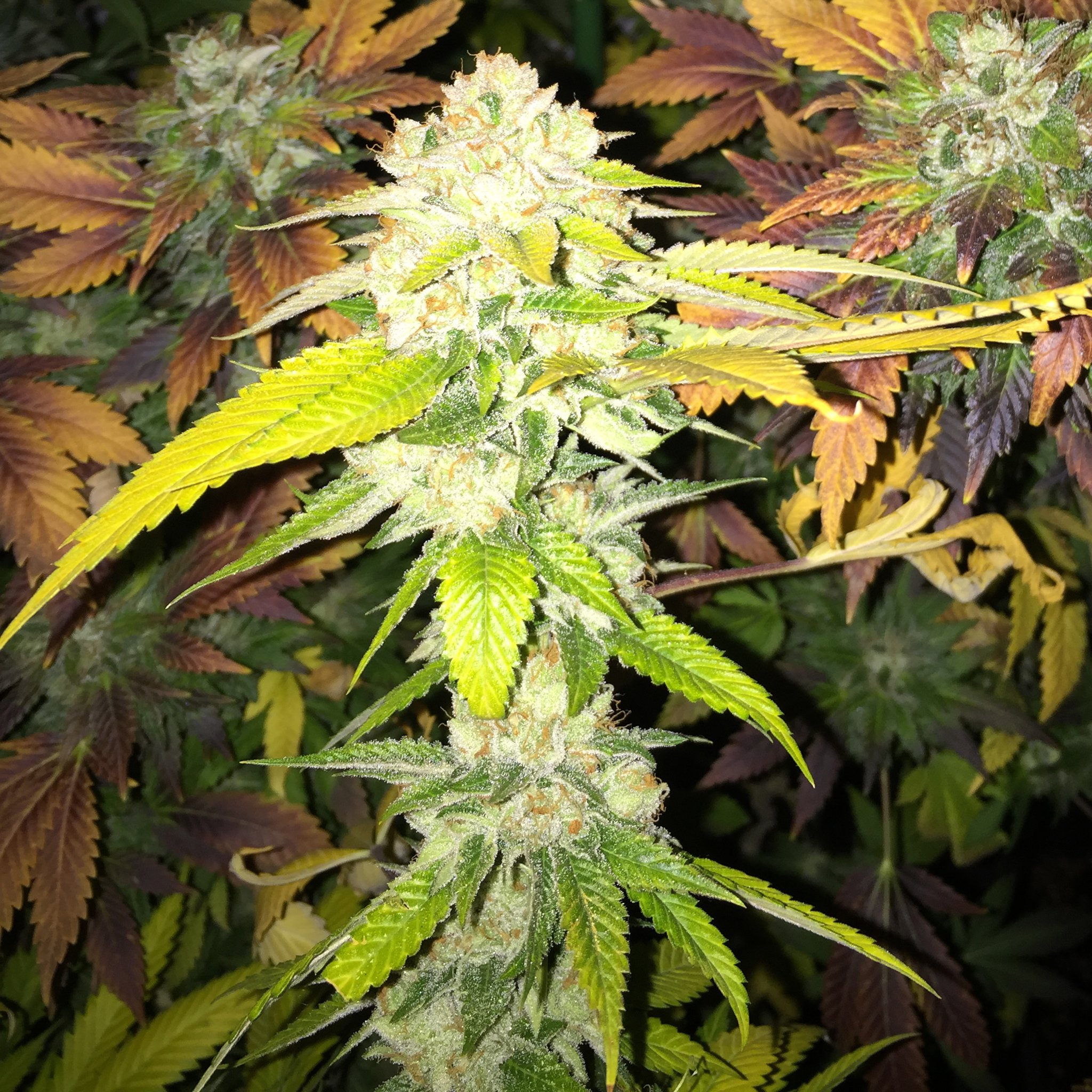 An image of Double Banana Sherbet