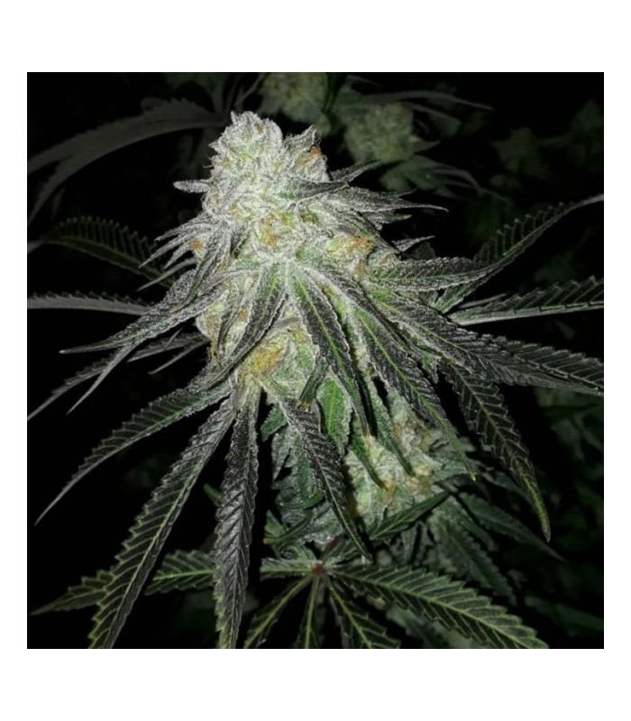 An image of Lots of Zkittlez