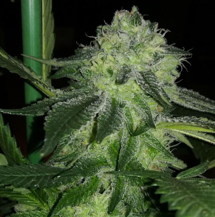 An image of Sour Banana