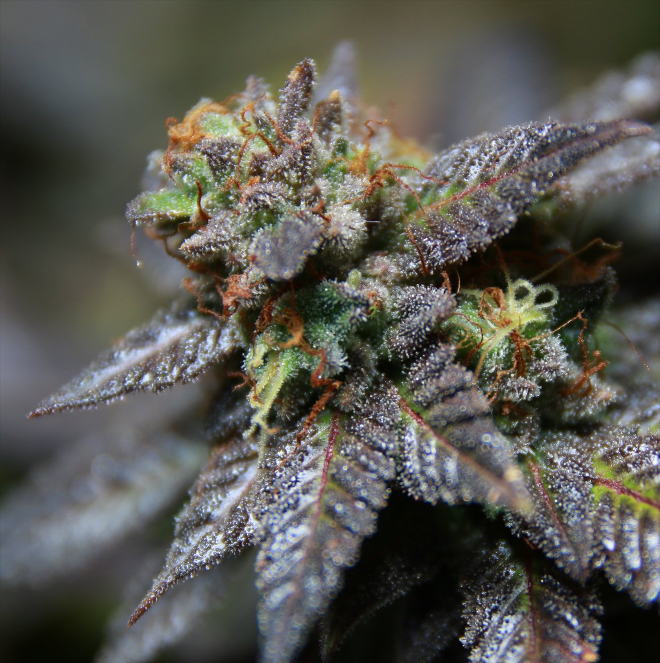 An image of Sour Crisp Cookies