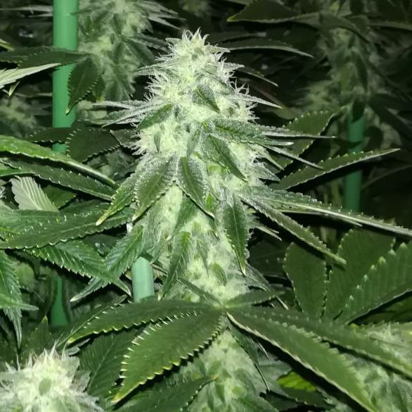 An image of Sour Lemonaid OG