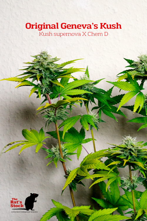 An image of OG’S Kush