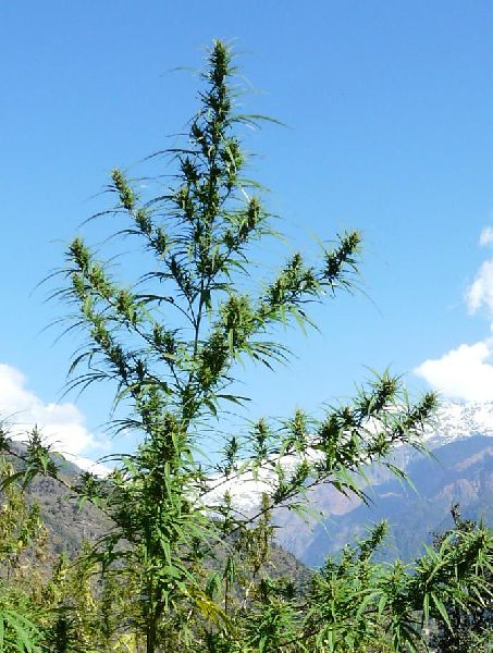 An image of Nanda Devi