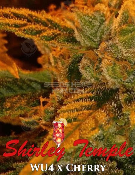 An image of Shirley Temple