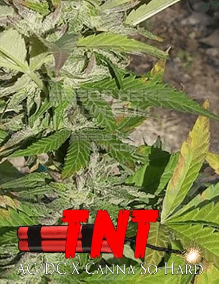 An image of TNT