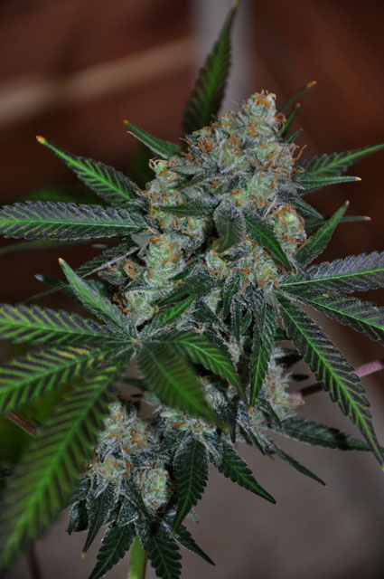 An image of Cosmic Bubba Kush