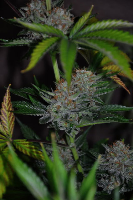 An image of Lady Lavenberry