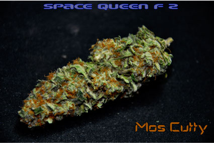 An image of Space Queen F3