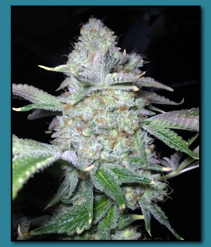 An image of Cookies & Cream on Fire