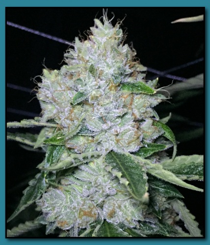 An image of Formula 50
