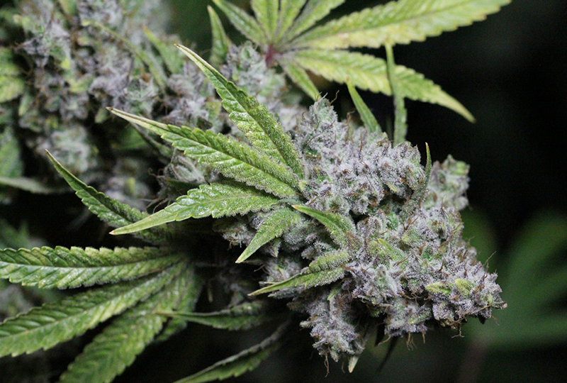 An image of Gorilla Glue 4 on Fire