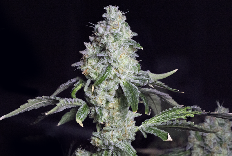An image of Hell Scout Cookies