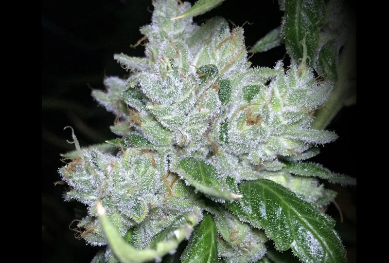 An image of Hells Angels OG on Fire