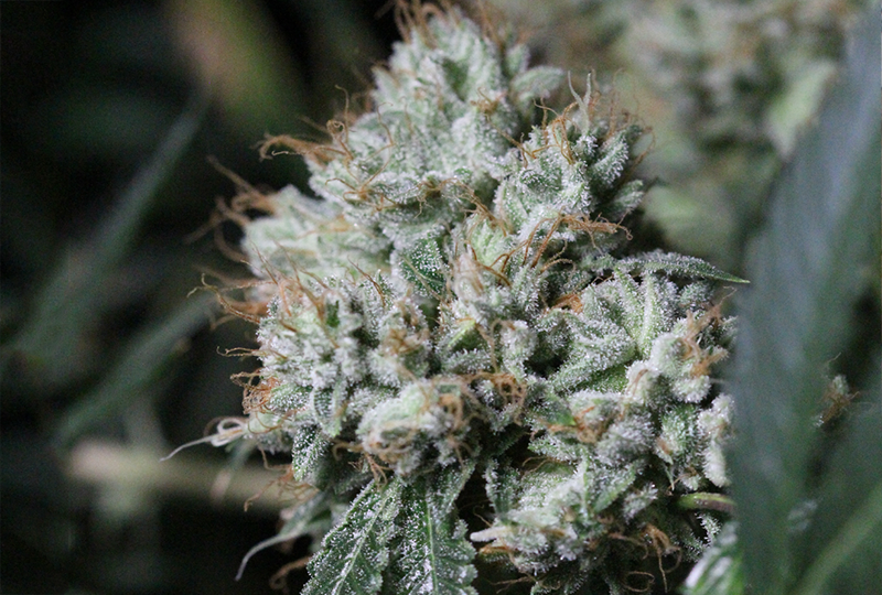An image of King Louie XIII on Fire