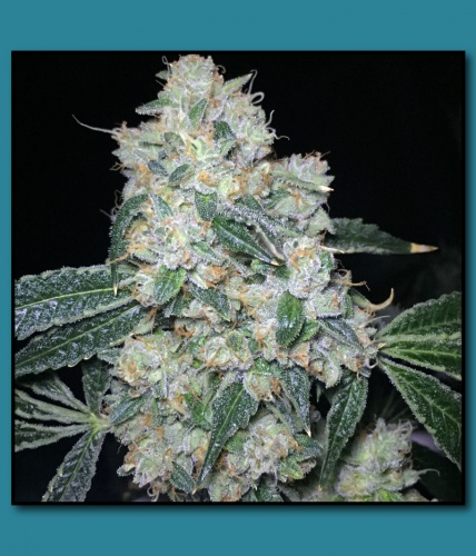 An image of Paris OG on Fire