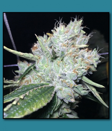 An image of Skywalker OG on Fire